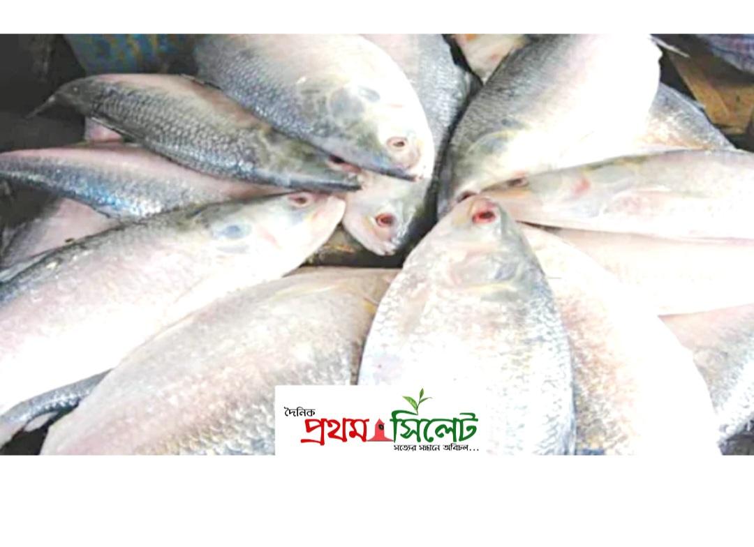 নদীতে ডিম ছাড়ছে মা ইলিশ