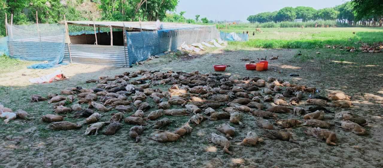 জামালগঞ্জে বিষ প্রয়োগে ৪শ হাঁস নিধন: আশংকায় রয়েছে আরো শতাধিক