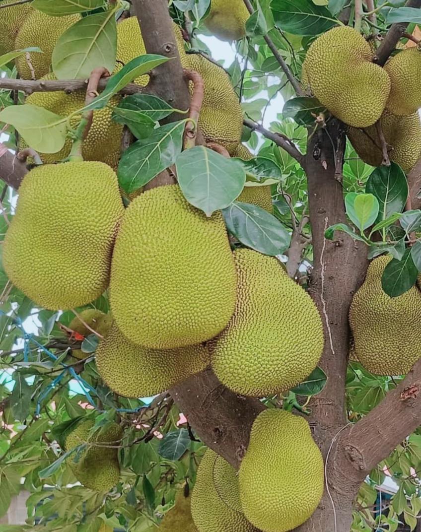 কাঁঠালের বাম্পার ফলন মধুমাসে ঝুলছে রসালো জাতীয় ফল কাঁঠাল