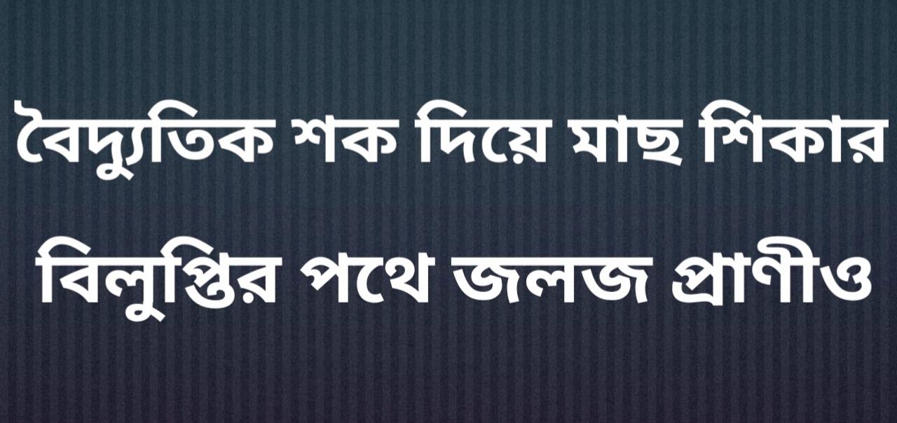 বৈদ্যুতিক শক দিয়ে মাছ শিকার, বিলুপ্তির পথে জলজ প্রাণীও