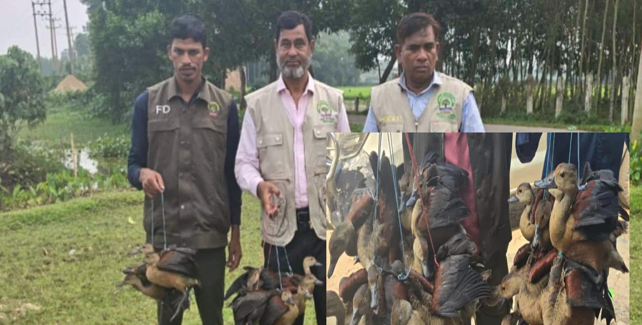 নবীগঞ্জে ২০ বালিহাস পাখি উদ্ধার করে অবমুক্ত, দুই শিকারির জরিমানা