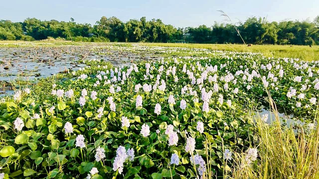 জৈন্তাপুরের লাল শাপলার বিল কচুরিপানার দখলে
