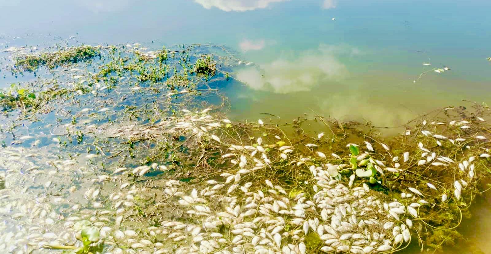শান্তিগঞ্জে জলমহালে দুর্বৃত্তের বিষে মরল কয়েক লাখ টাকার মাছ