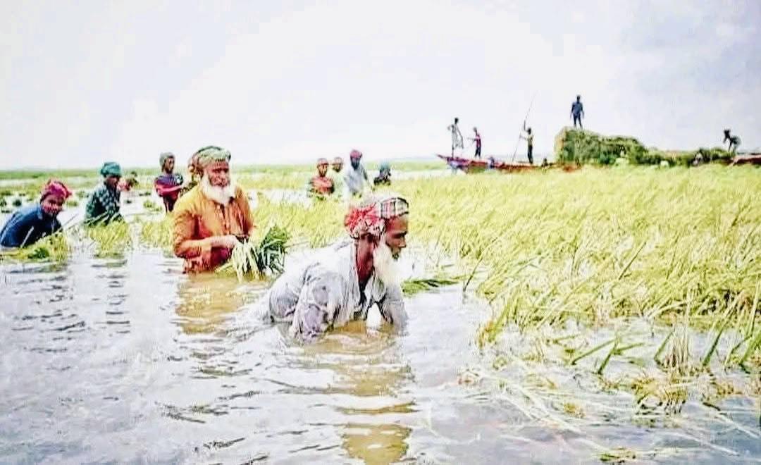 ​বানিয়াচংয়ে টানা বৃষ্টিতে ২ হাজার ৫১০ হেক্টর জমি প্লাবিত: রোদ না থাকায় পচছে কাটা ধান