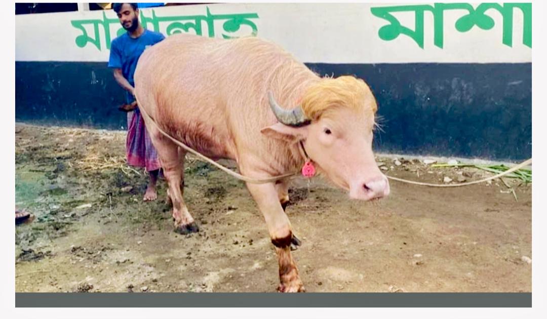 কোরবানি দেওয়া হচ্ছে না ‘ডোনাল্ড ট্রাম্প’ নামের পশু মহিষ,