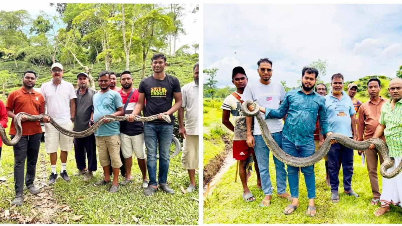 শ্রীমঙ্গলে চা বাগান থেকে ১৬ ফুট লম্বা বিশাল অজগর উদ্ধার