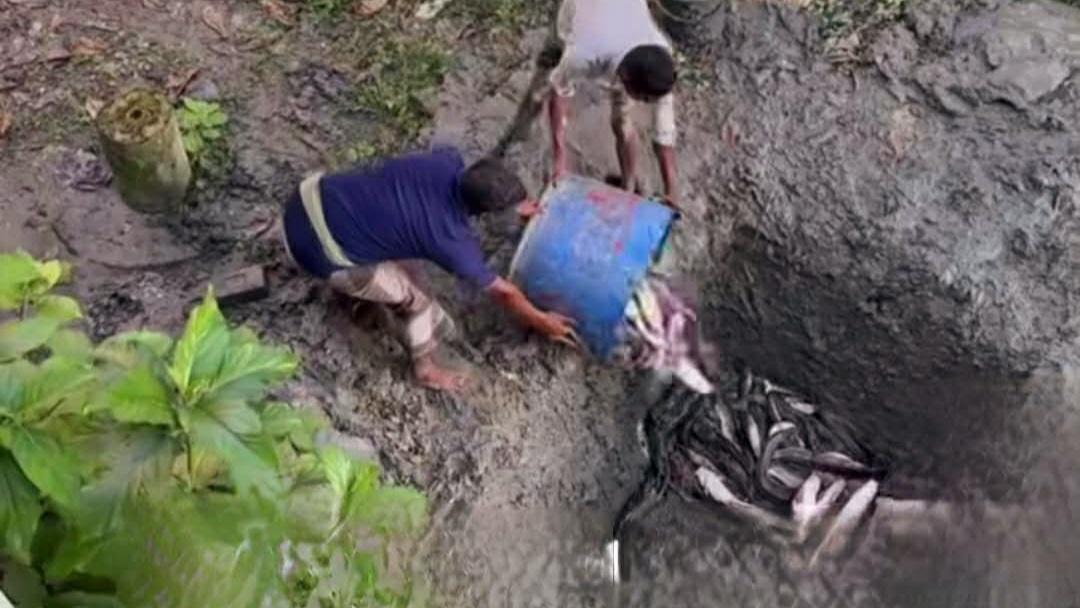 লাখাইয়ে রূপচাঁদা বলে নিষিদ্ধ পিরানহা ও আফ্রিকান মাগুর বিক্রি, ২৫ মণ মাছ জব্দ