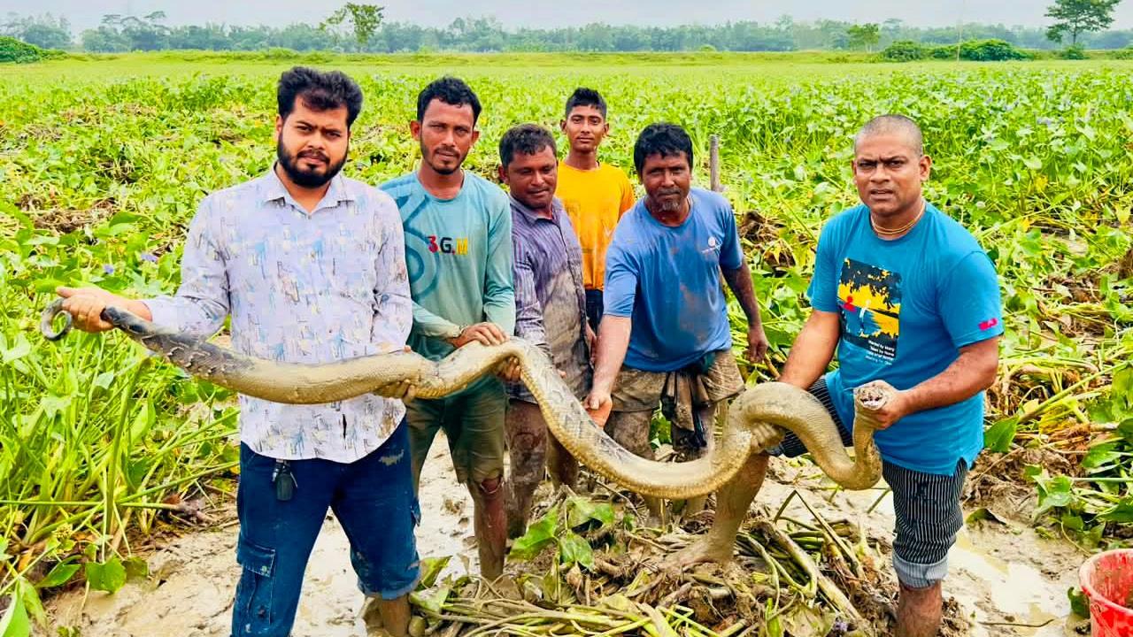 শ্রীমঙ্গলে ধানক্ষেত থেকে বিশাল আকৃতির অজগর সাপ উদ্ধার