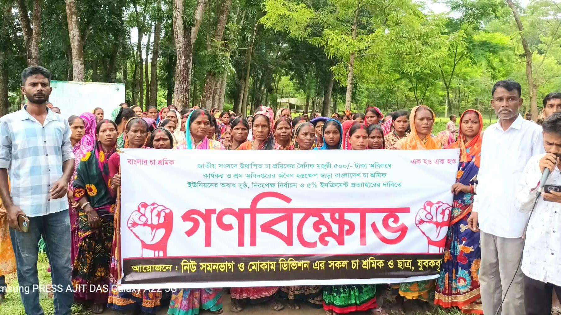 বড়লেখায় সমনবাগ চা বাগানে ৫০০ টাকা মজুরির দাবিতে গণবিক্ষোভ